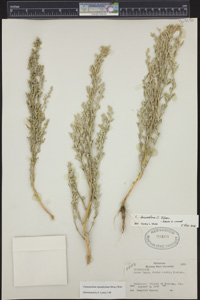 Herbarium Sheet of 